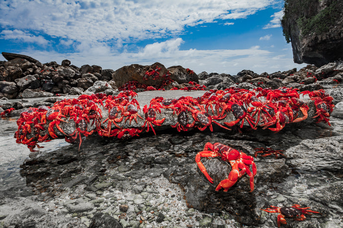 WW105 - Red Crabs Sharing a Rock