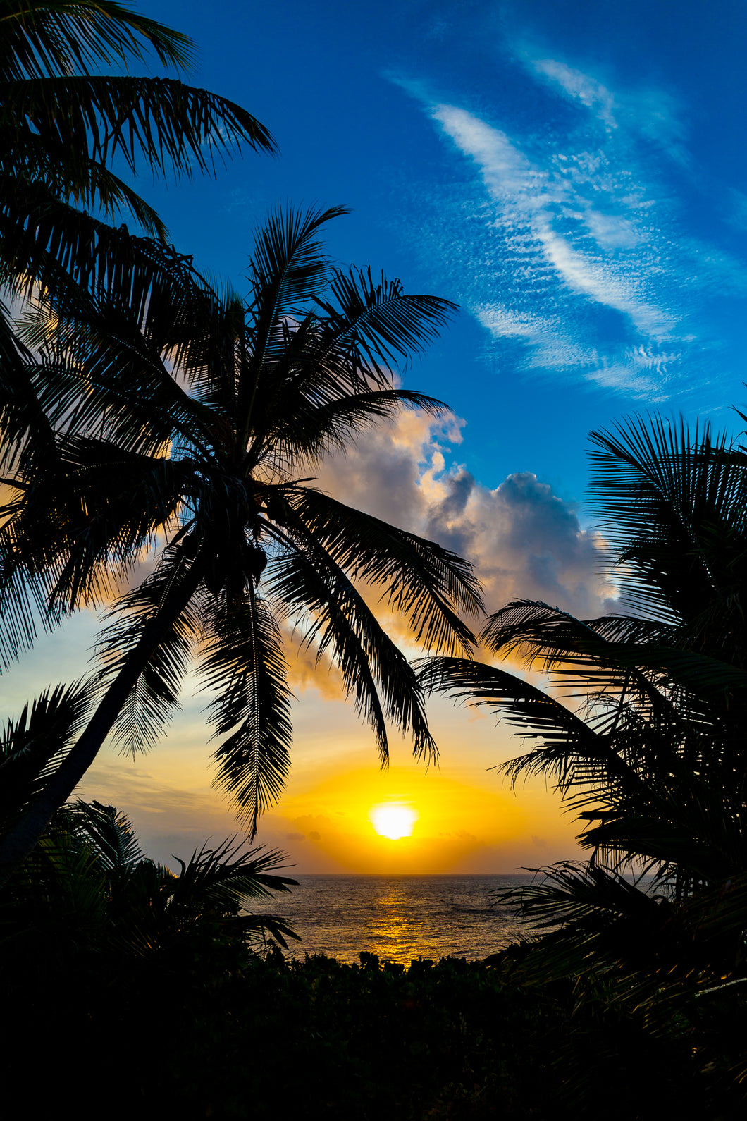 WW135 - Tropical Sunset