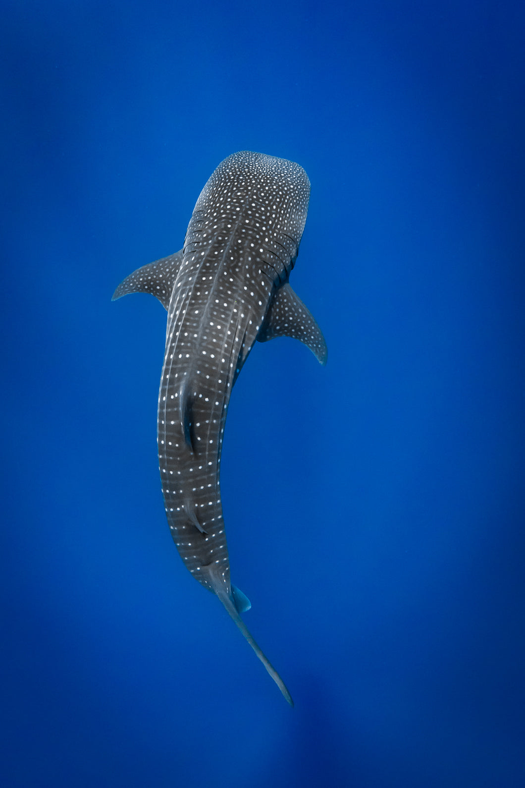 WW138 - Whale Shark