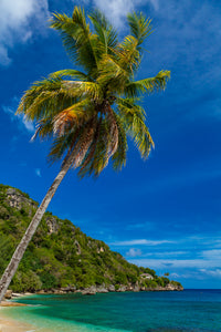 WW140 - Cove Palm